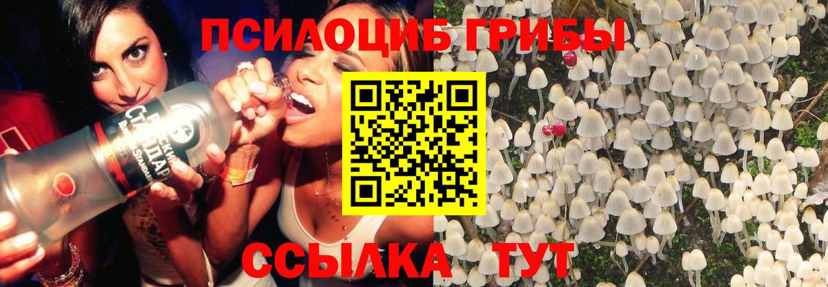 Псилоцибиновые грибы мицелий Кировск